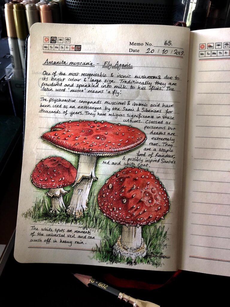 Nature journal, illustration of 3 red mushrooms in grass and descriptive text.