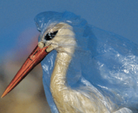 heron choking on plastic bag