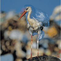 heron choking on plastic bag