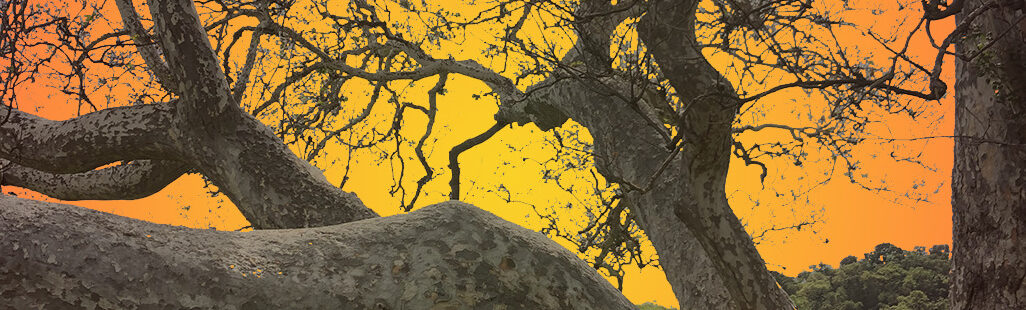 Sprawling oak tree against radiant orange sky