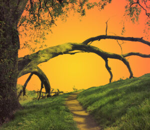 Oak tree arching over a pathway against an orange sky
