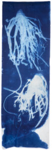 Sea kelp dangling on blue silk fabric