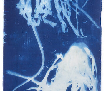 Sea kelp dangling on blue silk fabric